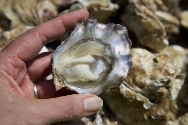 Fresh from the farm, our oysters come in a variety of sizes.