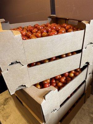 Their working farm harvests tomatoes twice a week