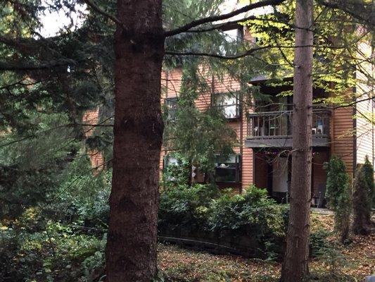 Our apartments nestled surrounded by trees