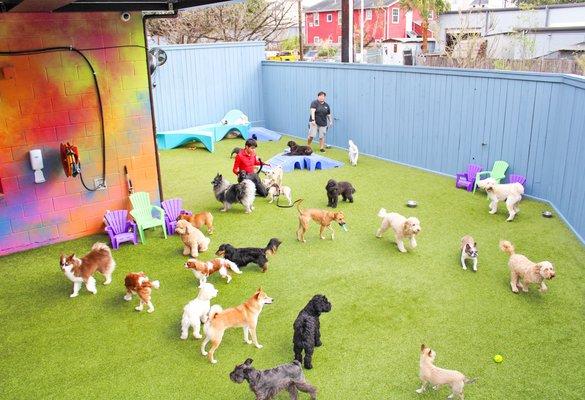 The Best Little Dog House In Texas