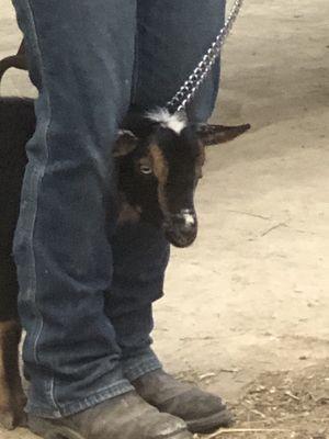 Baby Goat at Farm Day