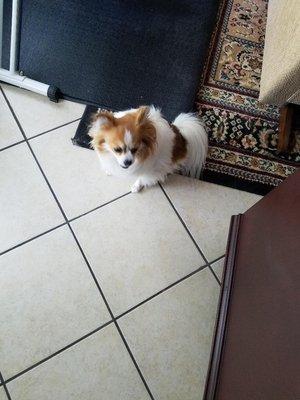 $500 REWARD-Brown & white Pomeranian and  Chihuahua. 8 lbs girl. 8 yrs old. Lost 12/9/21.