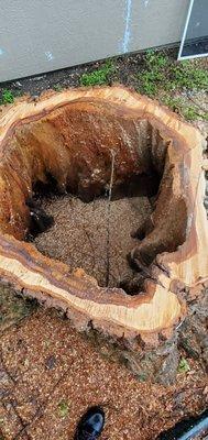 The inside of a dead tree. These trees becoming a falling hazard!