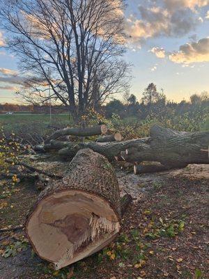 Ruben Tree Services