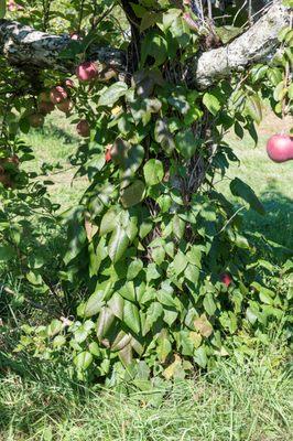 Watch out! Poison covers trunk and ground around apple tree!