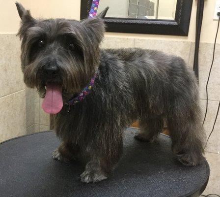 Sweet Cairn terrier after her first professional groom.