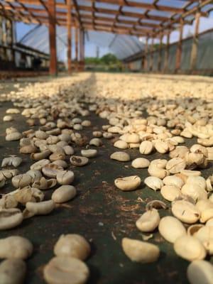 It takes a beautiful day to dry some coffee.