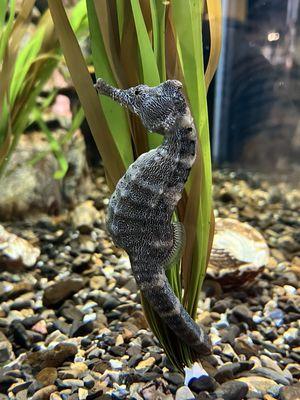 Sea horse