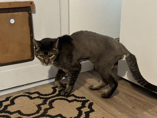 Lloyd very self conscious of his "new do" after being roughed up by pit bull at 17 years old.