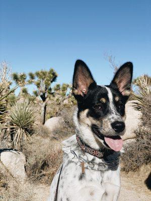 Poppy at Joshua National Park