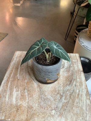 Beautiful Black Velvet Alocasia