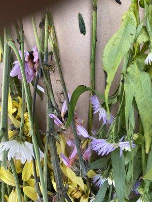 Rotted flowers !