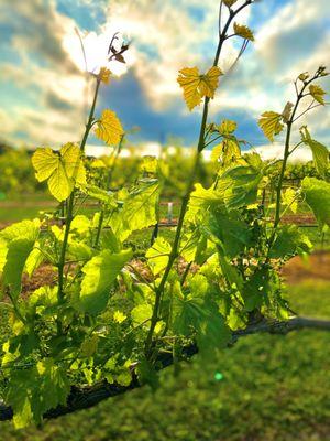 CCV Blanc du Bois Early Shoots