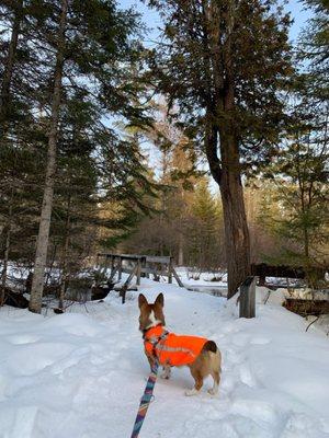 My dog at Hartwick Pines State Park