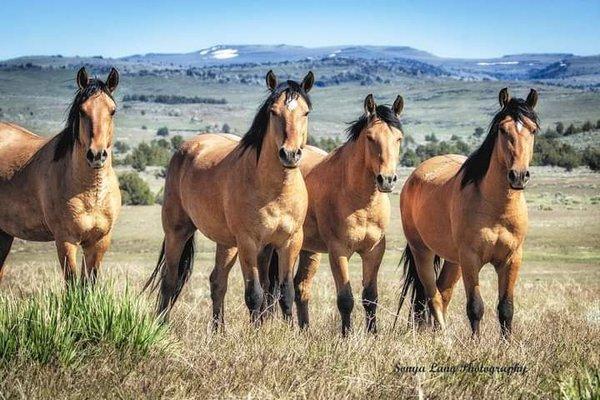 Kiger Mustang Bachelors image by Sonya Lamg Photography