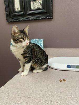 My cat Charlie in the exam room