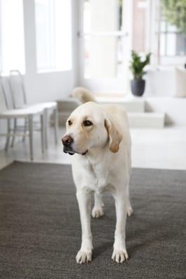 Kevin the shop dog