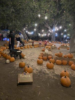 Pumpkin maze!