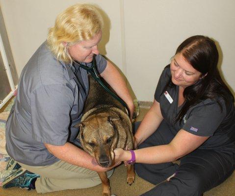 Dr. Burbach and Krista, one of our caring Licensed Veterinary Technicians is treating Mo.