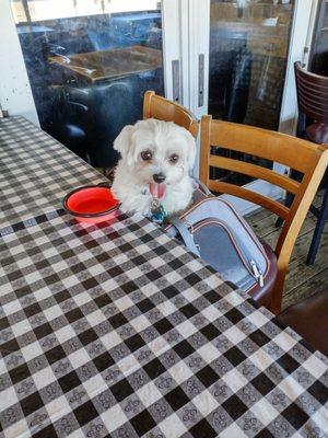 Peanut awaiting her lunch of chicken pieces and ice cubes.