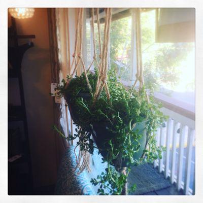 Native bacopa hanging planters