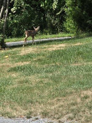 Front yard has a lot of bare spots before the drought