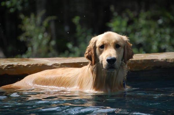 "Major" Evans chilling at his home pool.