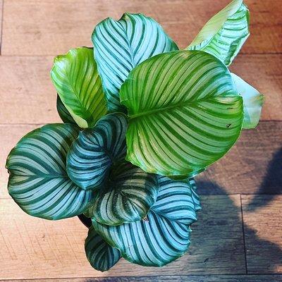 Calathea orbifolia