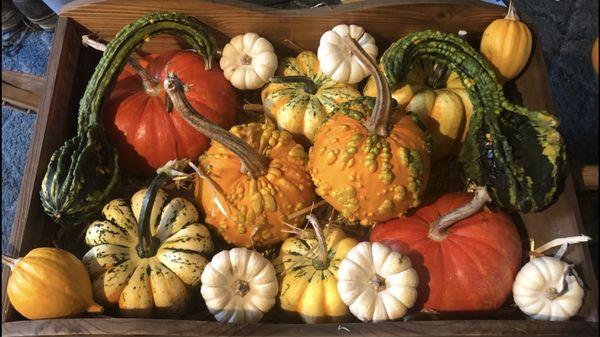 They had gourds hidden within the pumpkin patch, so fun to search for!!