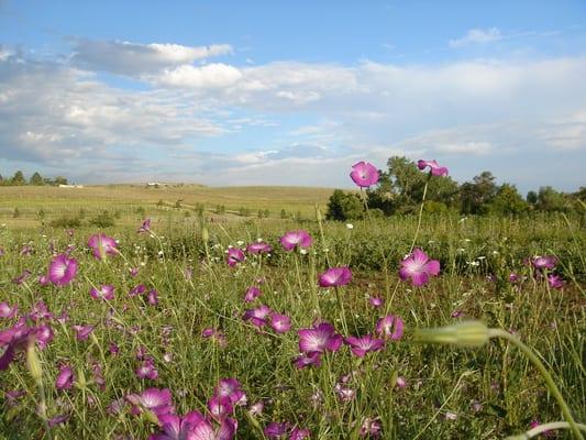 peaceful colorado :)