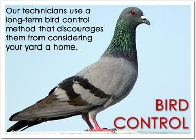 Bird Control