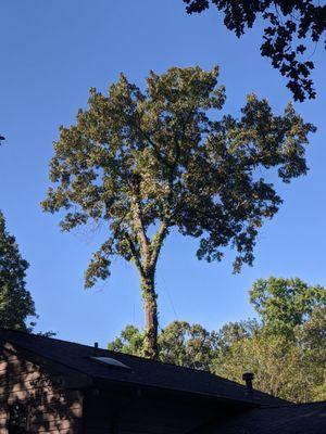 F&B Tree Service