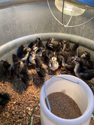 Australian Black chicks. $2.99