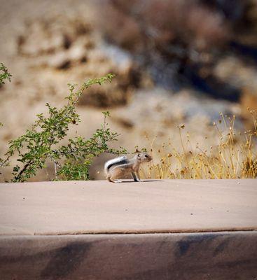 White-tailed Antelope Squirrel I think!! They were everywhere!!