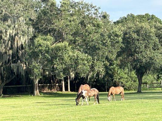 Summertime grazing