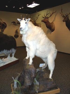 Mountain Goat from Montana