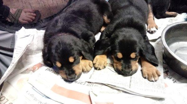 Little English setter/lab litter mates!