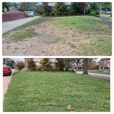 Before and after a sod installation in St. Louis