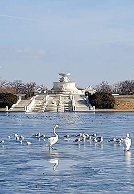 Pond and Fountain