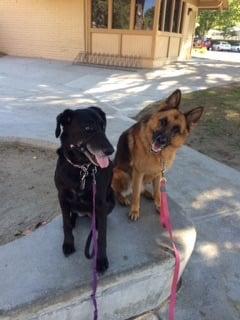 These two love the park.