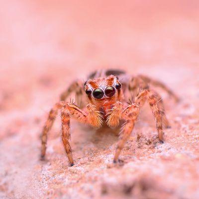 Jumping Spider