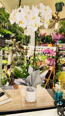 Si Hardinera Plant Shop