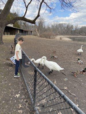 Looking at how big swans are.