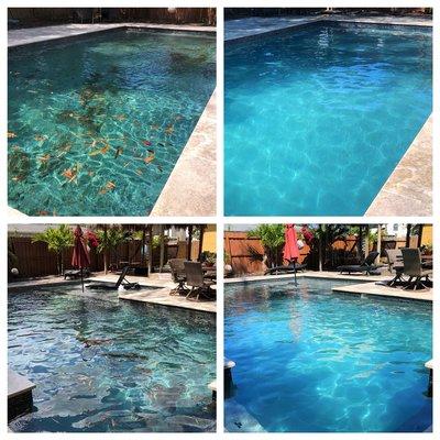 WOW! What a difference a Clear Water Pool Pros "premium pool service makes! Look how beautiful this St. Pete pool looks!