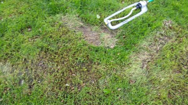 the wheels from the riding mowers dug into our lawn and created huge ruts in our new sod.