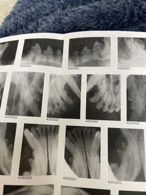 Rufus's X-ray from dr Cunningham that clearly looks healthy in comparison to max X-ray.