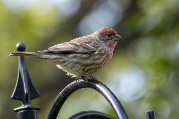 House finch