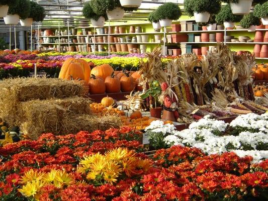 Watch autumn color transform our greenhouse each season. Freshen up fall with mums, pumpkins, straw bales, corn stalks and more!