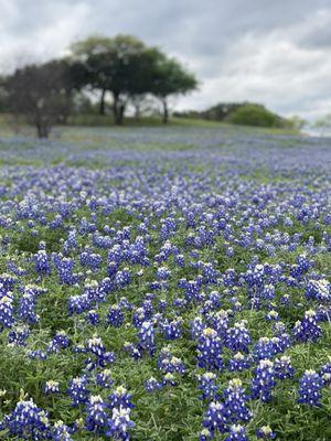 March 20, 2024 Bluebonnets at Muleshoe Bend by Billie Martin