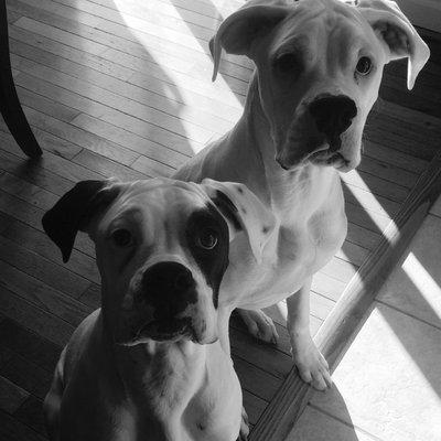 Our Boxers! Lucy & Beuk :)